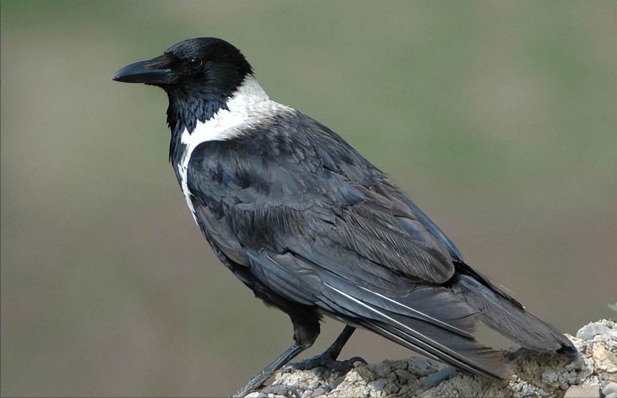 50张最佳鸟类摄影作品,鸟儿大全大图