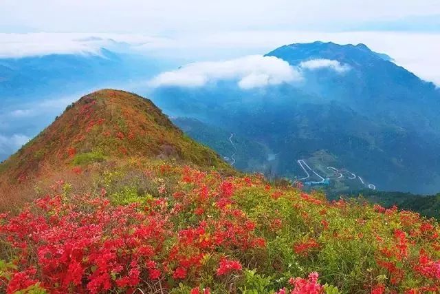 林中若有花，念的必是映山红