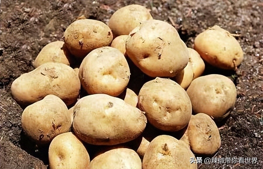 美在黑龙江：走进诗意山水之齐齐哈尔这里是世界大湿地中国鹤家乡