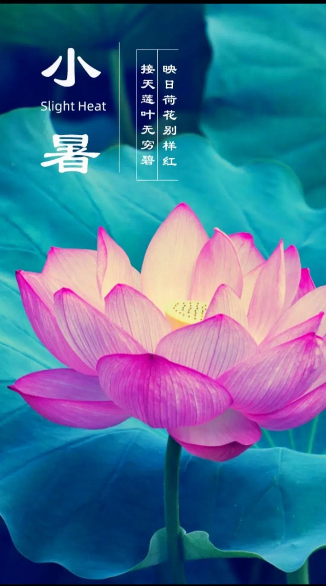 小暑节气快乐高级图片,关于小暑的精美图片