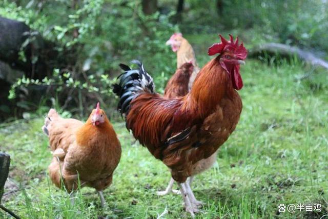 土鸡独特之处,土鸡的认识方法和技巧