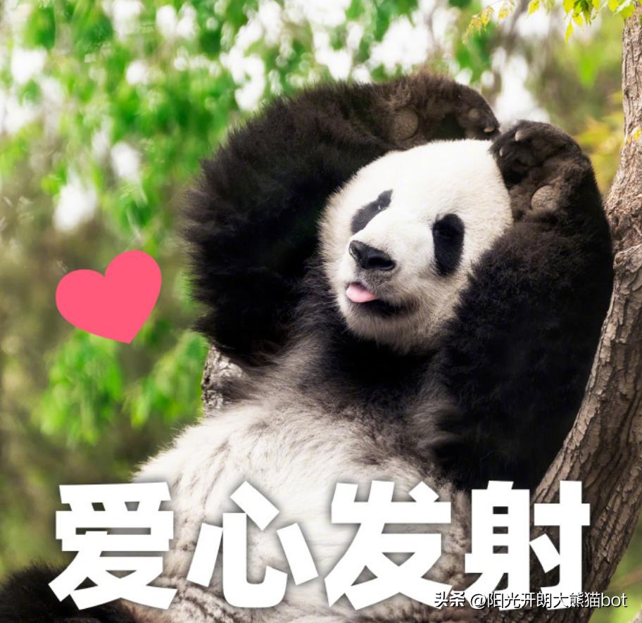 熊猫界的三大顶流视频,熊猫界四大顶流组合