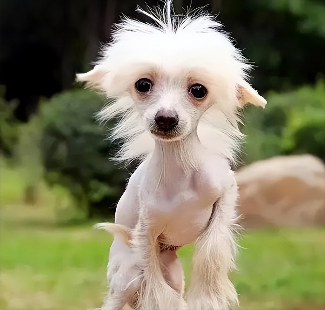 狗狗毛发稀疏是缺乏维生素吗,狗狗毛发少是基因问题