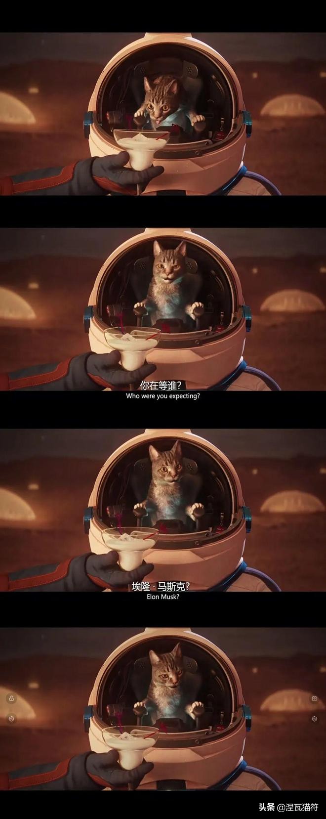 俄罗斯蓝猫法国蓝猫英国蓝猫,欧系俄罗斯蓝猫