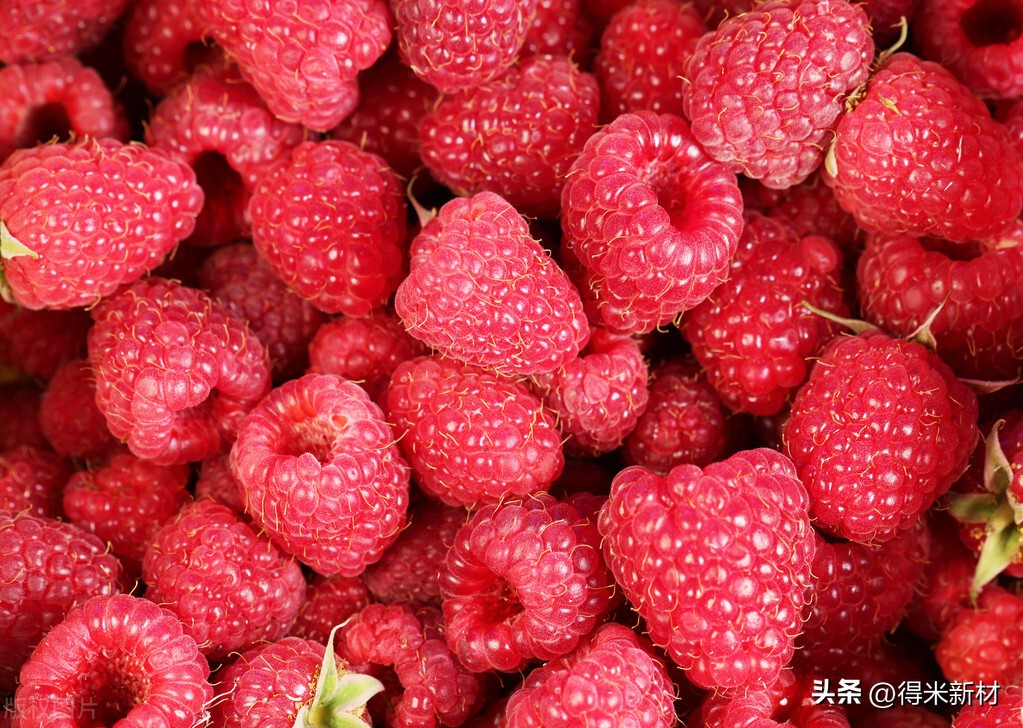 树莓栽培技术和管理,树莓的贮藏方法