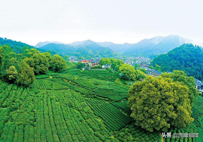 杭州最有名的茶旅,杭州盛产茶的地方有哪些