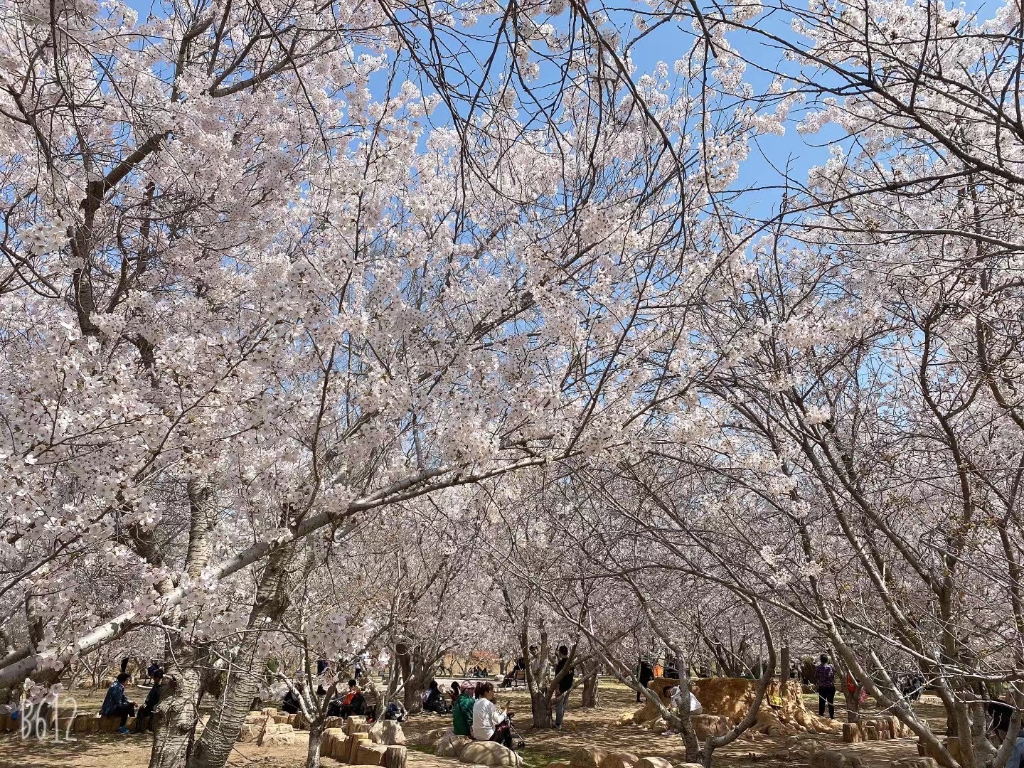 14款大众速腾1.6l手自一体图片,13年大众速腾1.6l烧机油