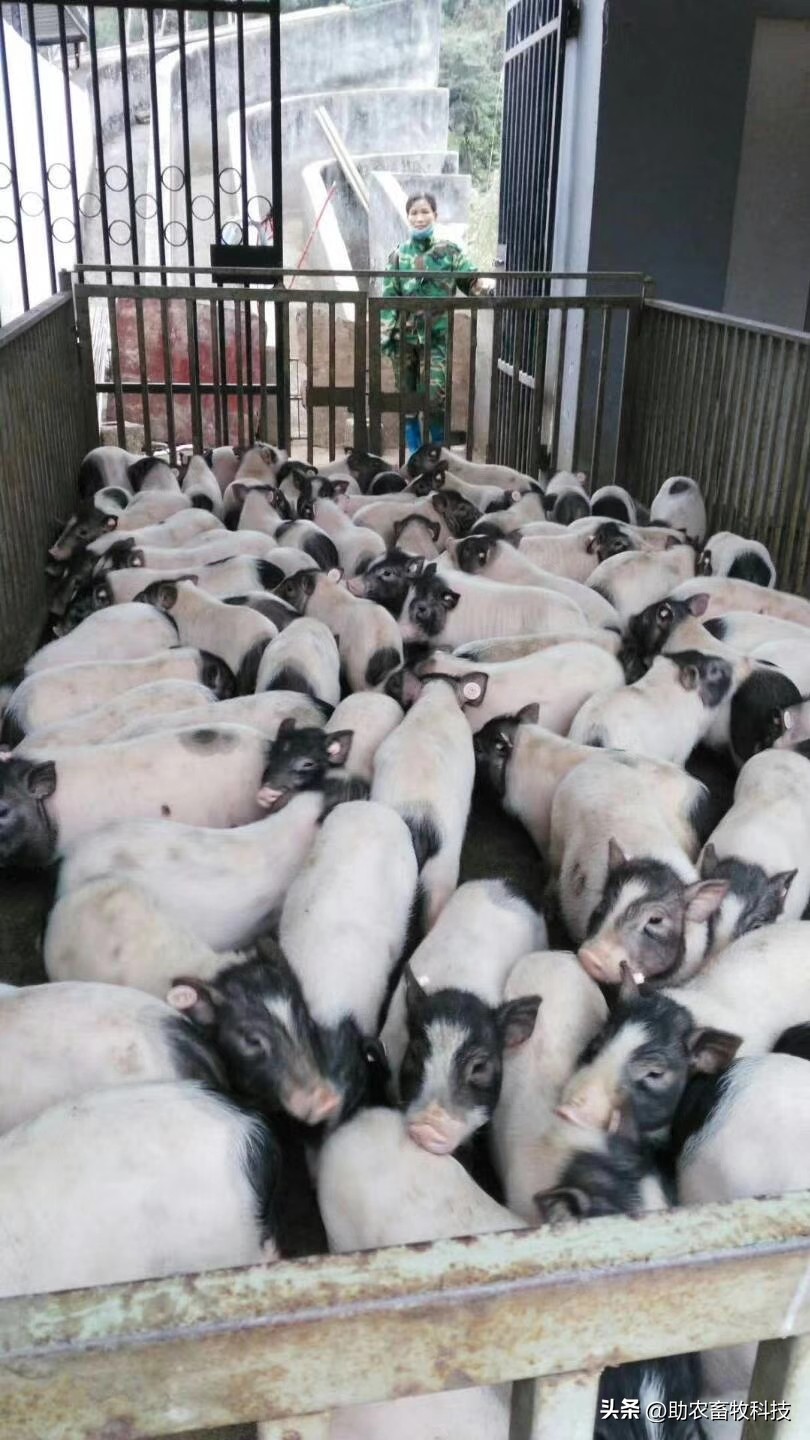 乳酸菌在猪饲料中作用,乳酸菌对肠道有什么功效