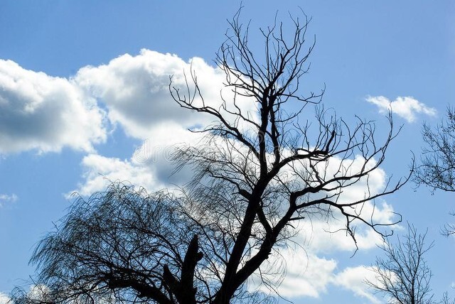 风吹杨柳万千条选段,风吹杨柳万千条指什么生肖