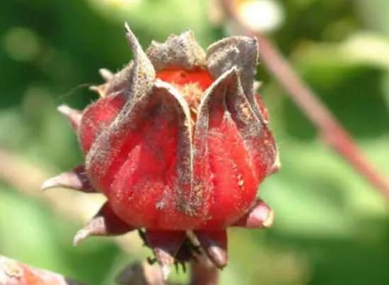 世界之大无奇不有奇葩中的奇葩 (世界之大无奇不有歌曲)