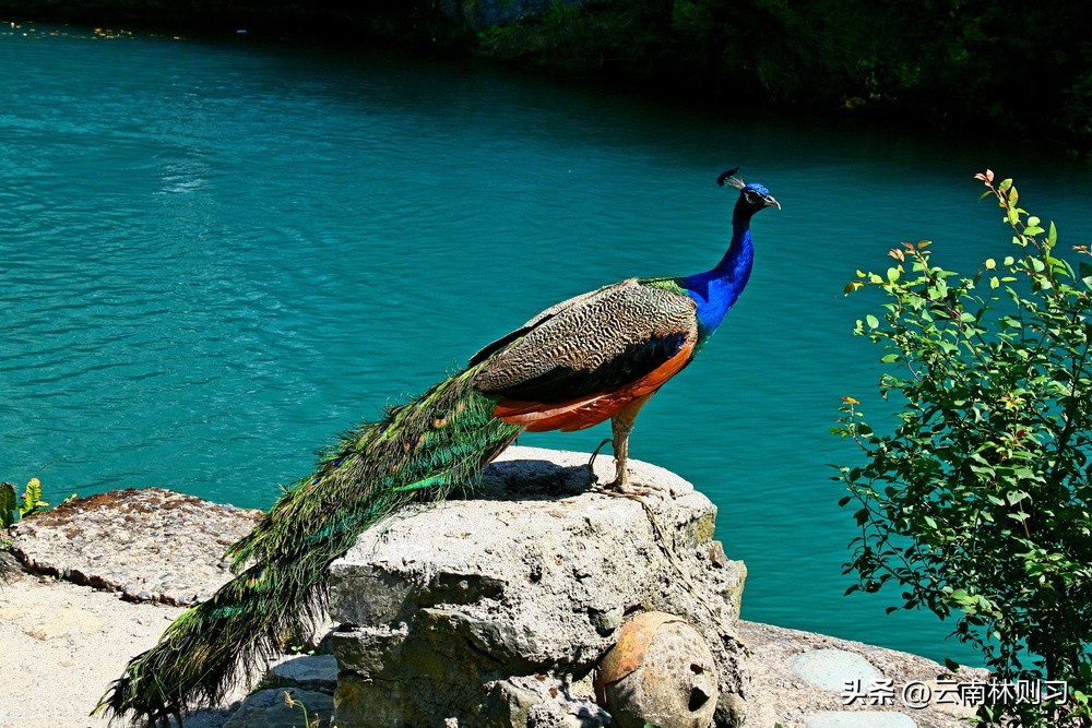 农夫和狼的故事原版,农夫和狼故事视频