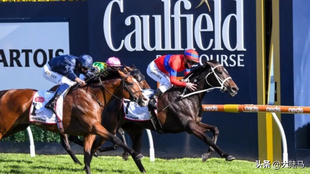 11场一级赛冠军雌马“雍容尔雅”正式退役，将在欧洲配种