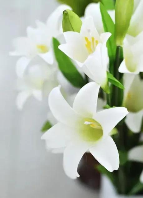 雪白的百合花,纯洁的百合花习作