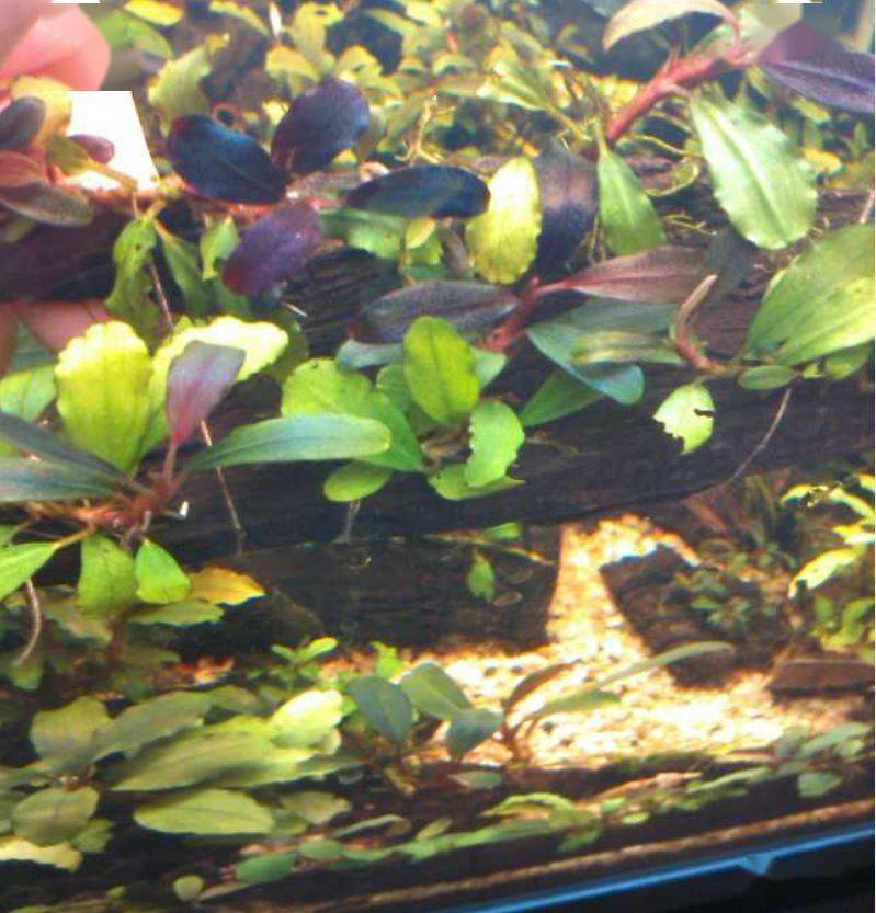 水下叶迷你辣椒榕,蓝精灵辣椒榕在水下开花吗