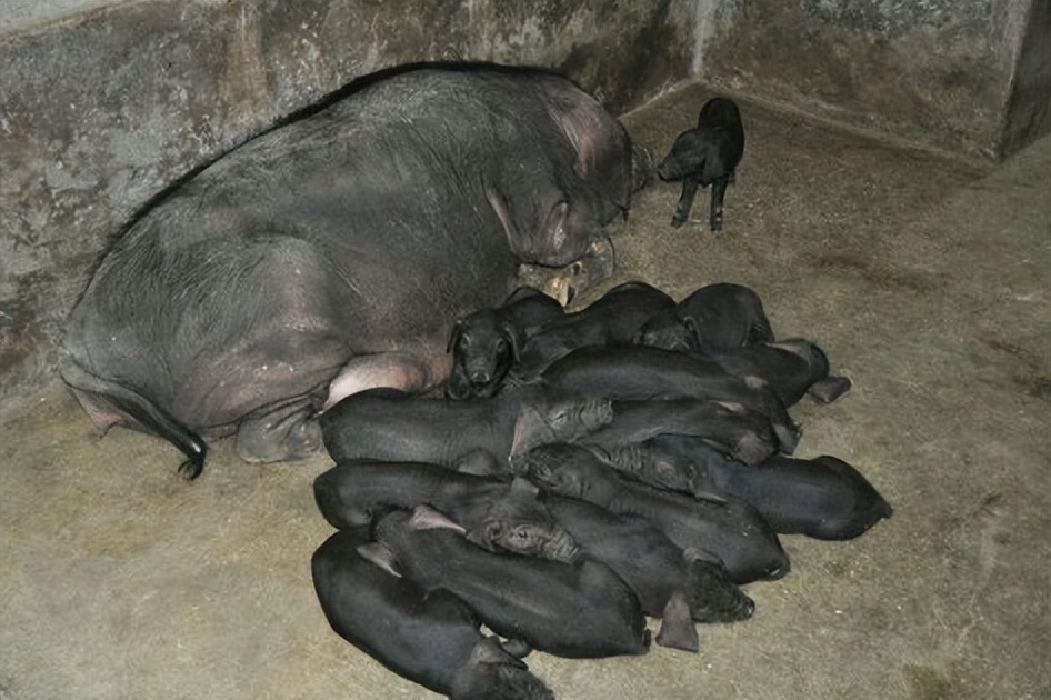 小伙子养猪年收入2000万,农村人靠养猪发家致富