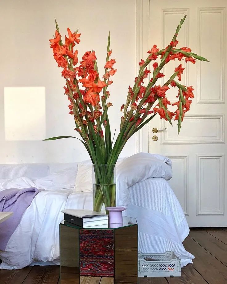 剑兰，锦绣山河，如花美剑｜花名册No.00179