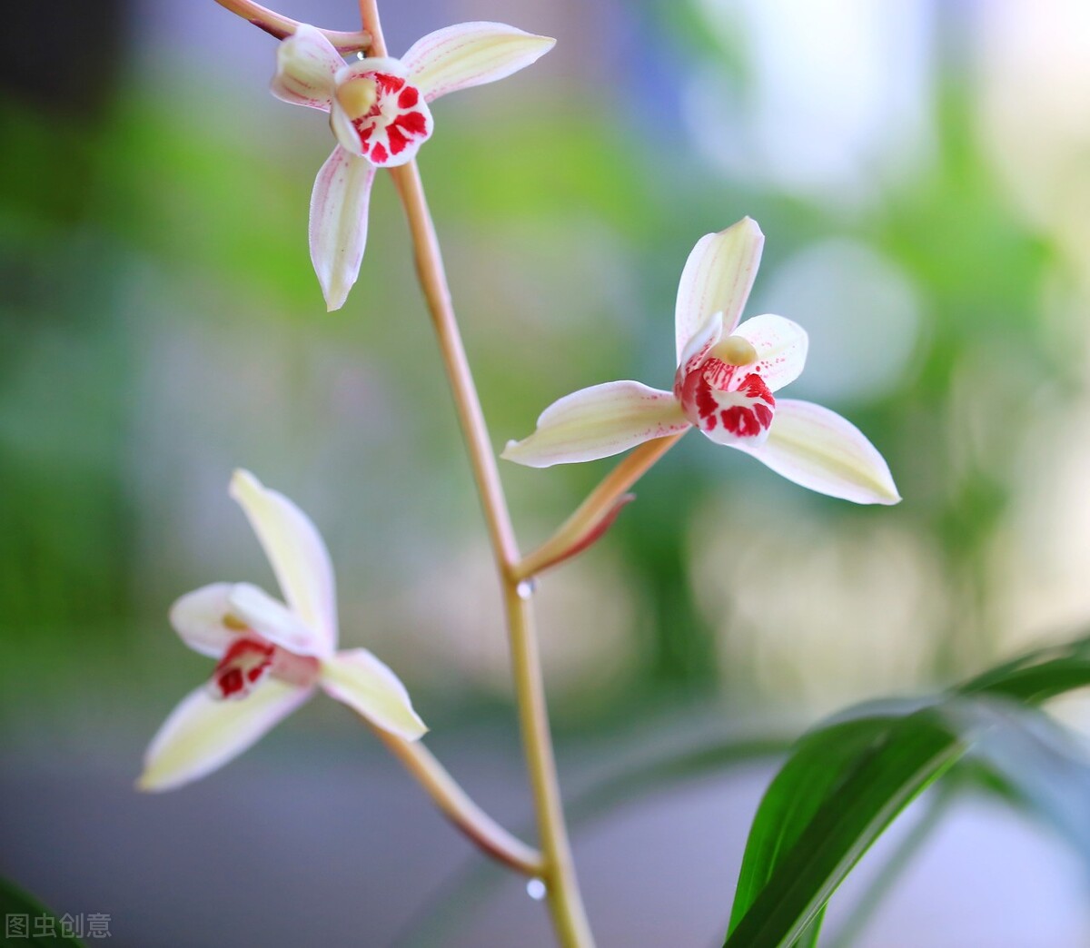 适合阳台养光照少的花四季开花,适合阳台上一年四季好养的花