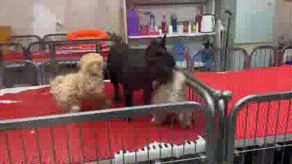 宠物猪长成300斤肥猪,两只宠物小乳猪