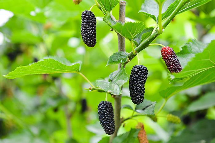 酿造桑葚酒正宗制作方法,怎样泡桑葚酒和制作桑葚果酒