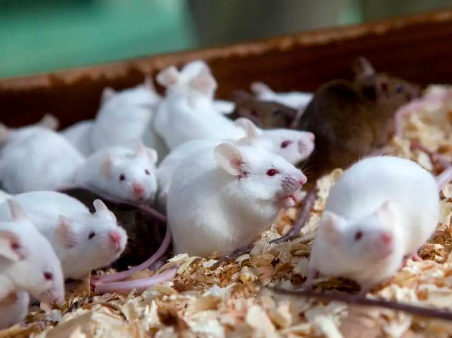 老鼠变少的原因是什么,为什么老鼠变少了