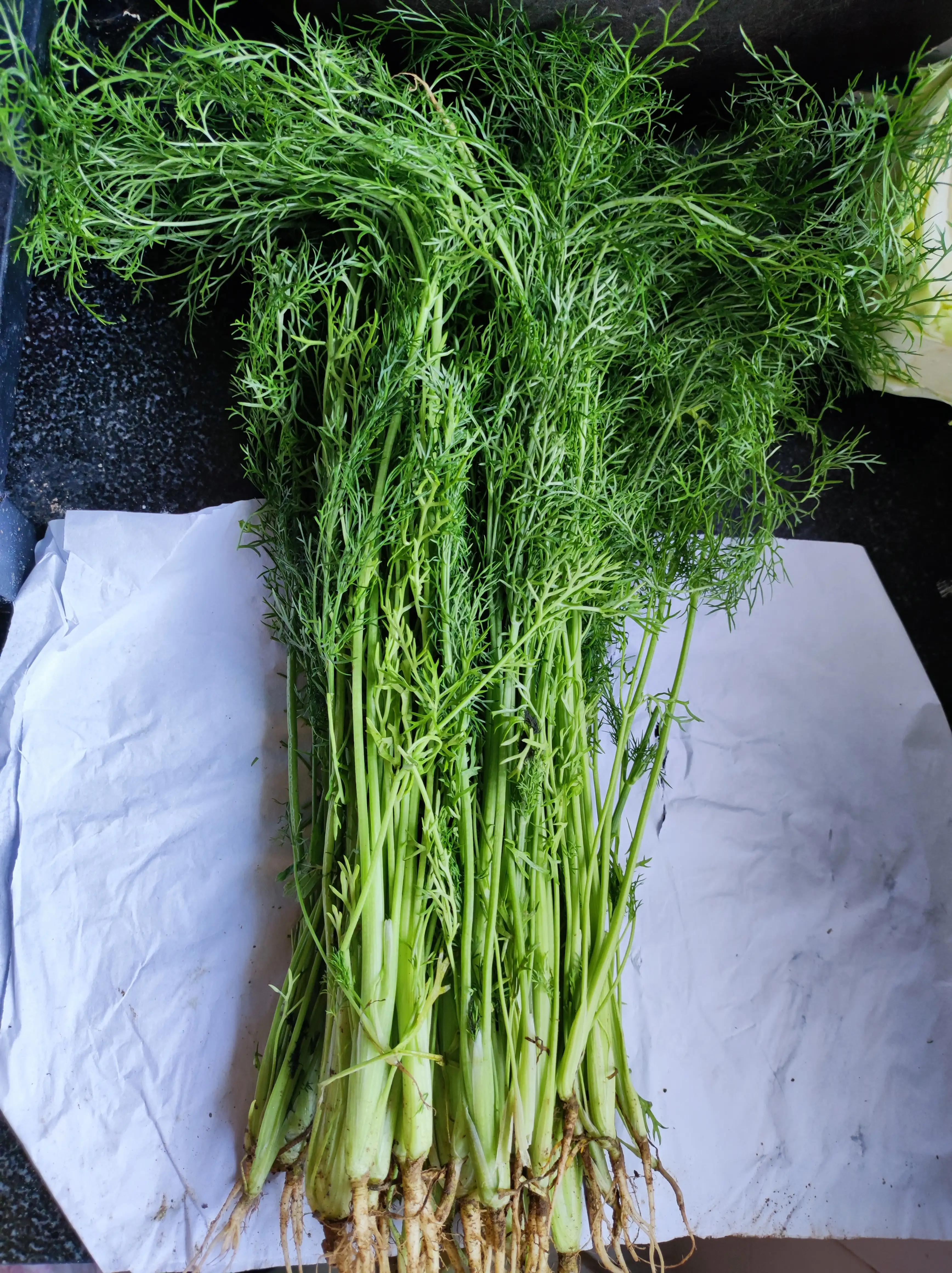 茴香素馅儿饺子,茴香馅儿的素饺子怎么包