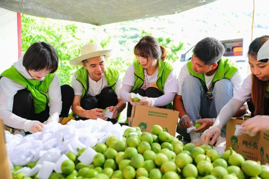 青皮核桃丰收了,盐源青皮核桃上市