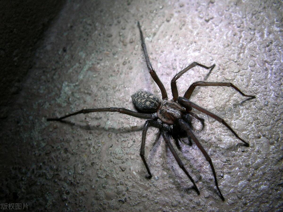 大蜘蛛进卧室有什么说法,家里为什么有大蜘蛛出现