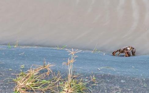 养殖大闸蟹成功案例,致富经养殖大闸蟹