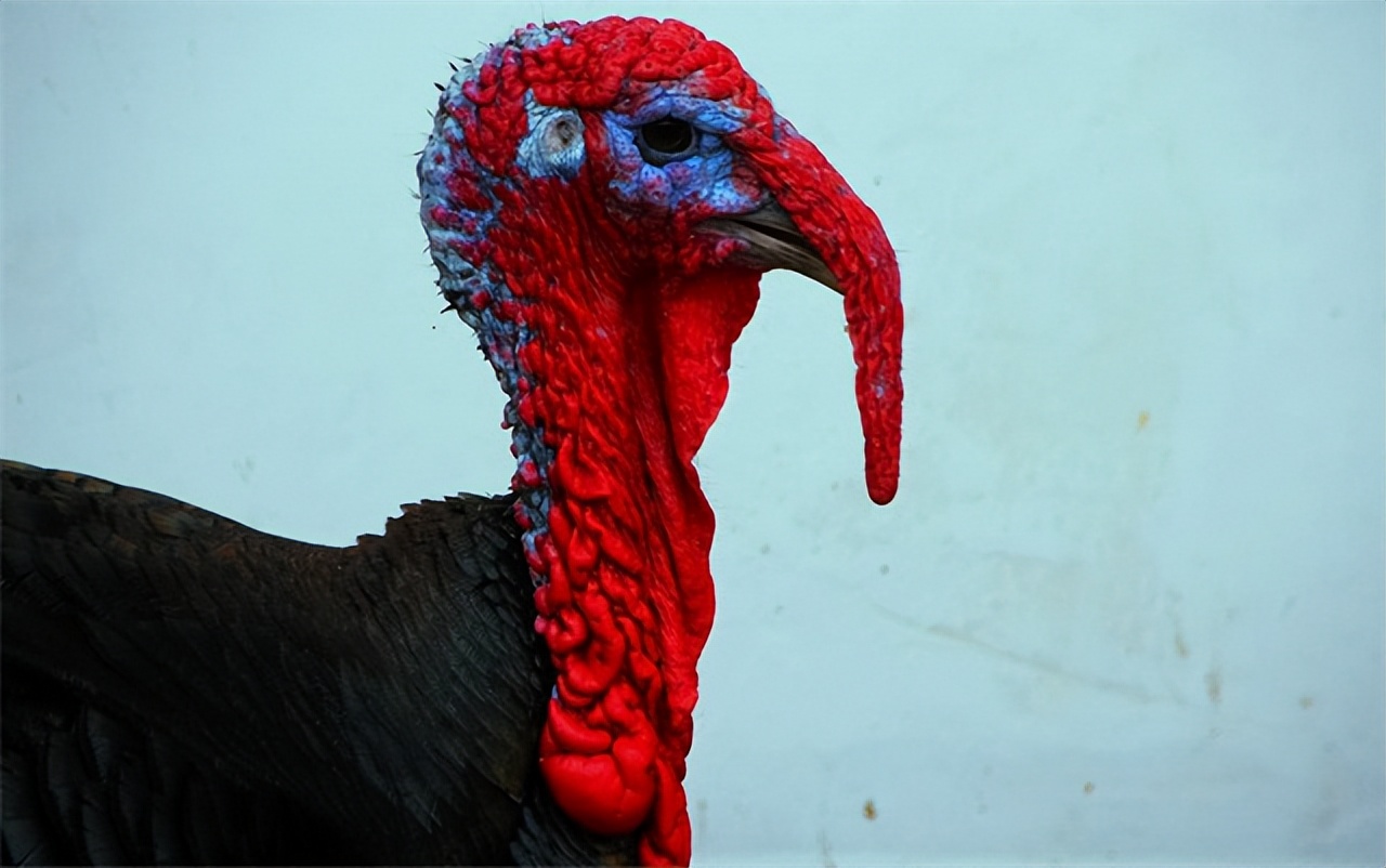 火鸡肉这么难吃为什么外国人吃,美国火鸡肉到底好不好吃