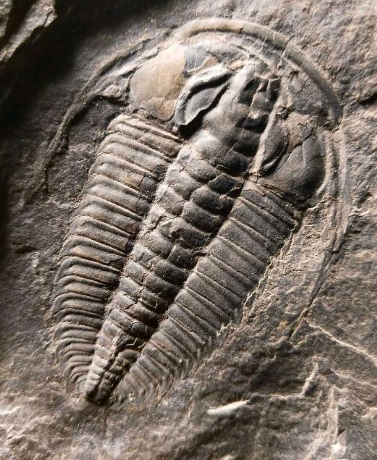 山东三叶虫化石真假,三叶虫远古生物图片