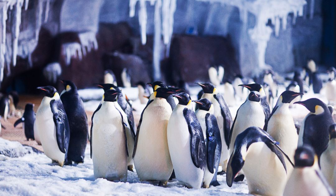武汉海昌极地海洋公园游玩项目,武汉海昌极地海洋公园游玩时间
