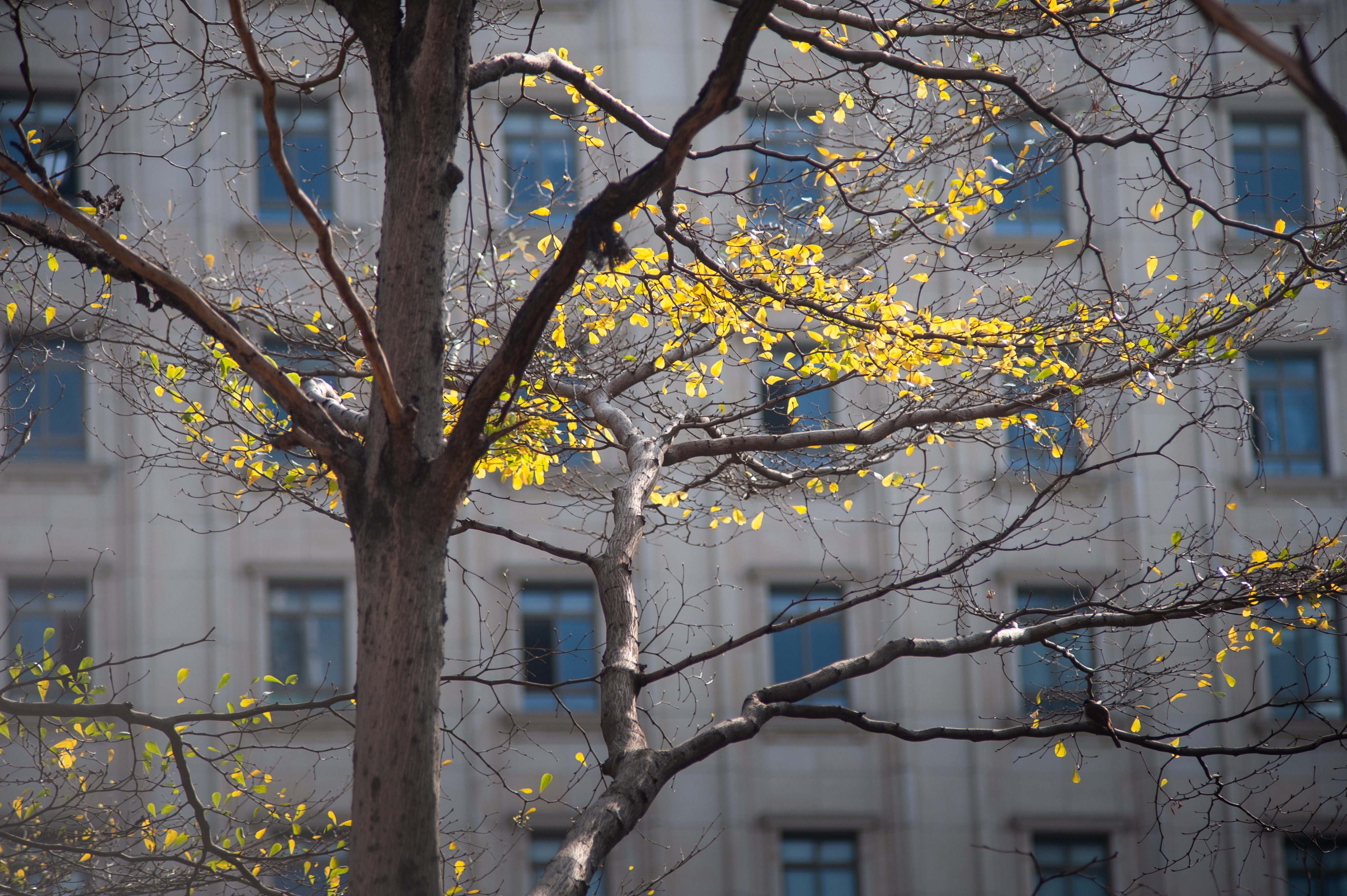 花城春天里,花城春天荷花