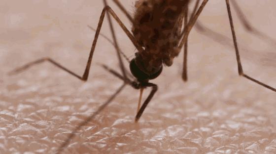 古代刑罚蚊刑,古代的蚊刑有多严重