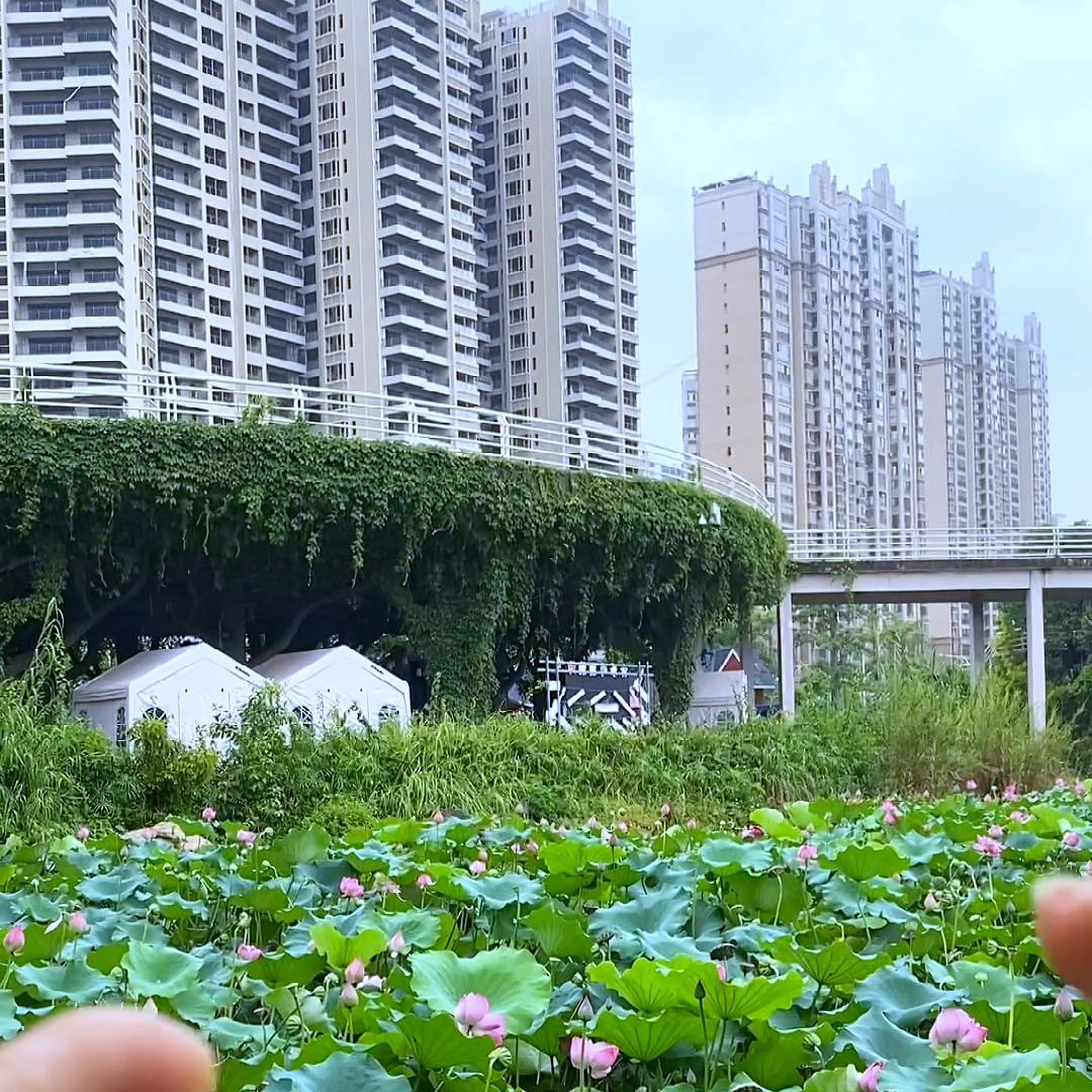 几招教会你，荷花怎么拍唯美视频#拍花技巧