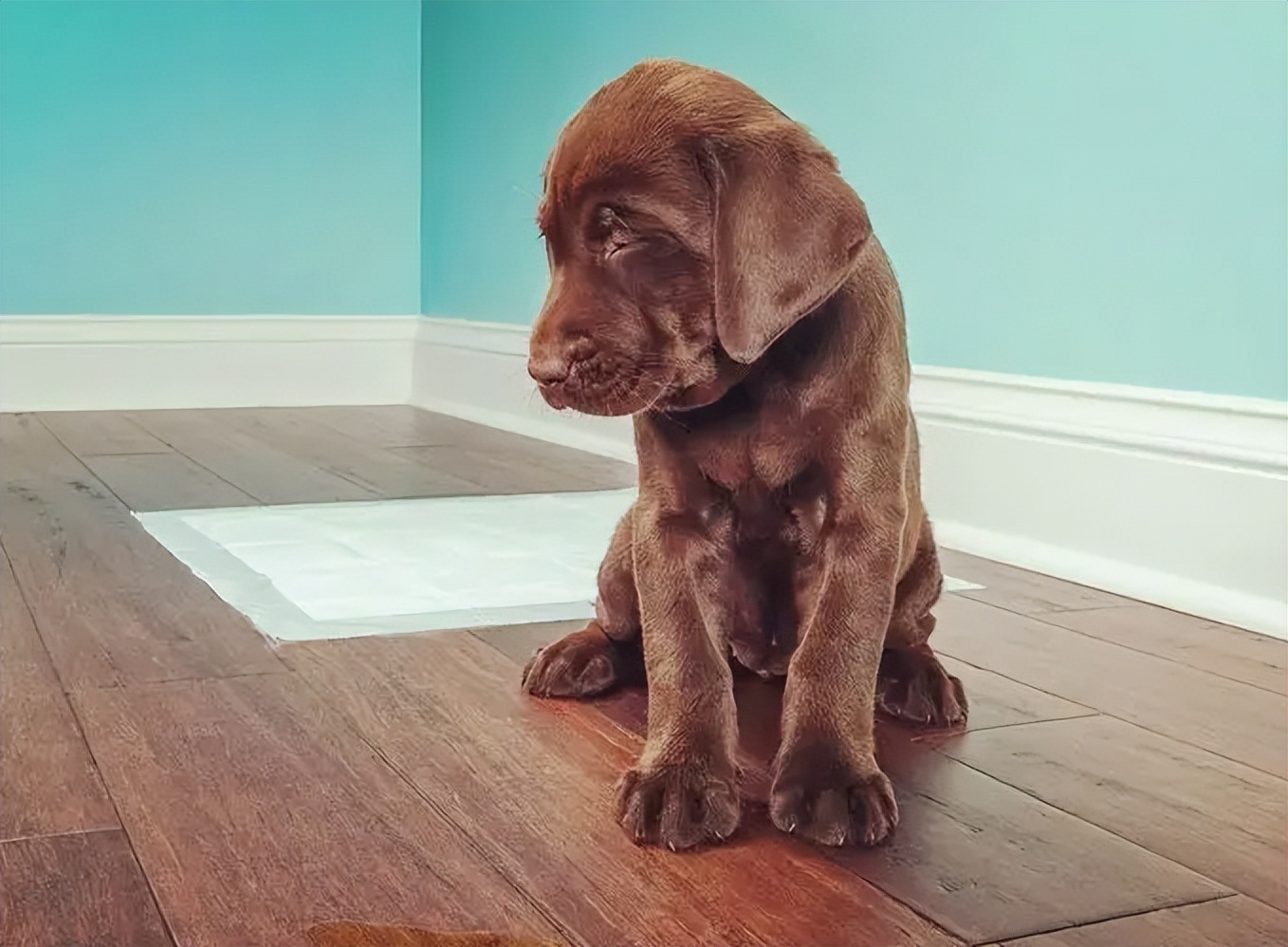 狗狗定点大小便训练进厕所不排便,比熊狗狗怎么训练定点大小便视频