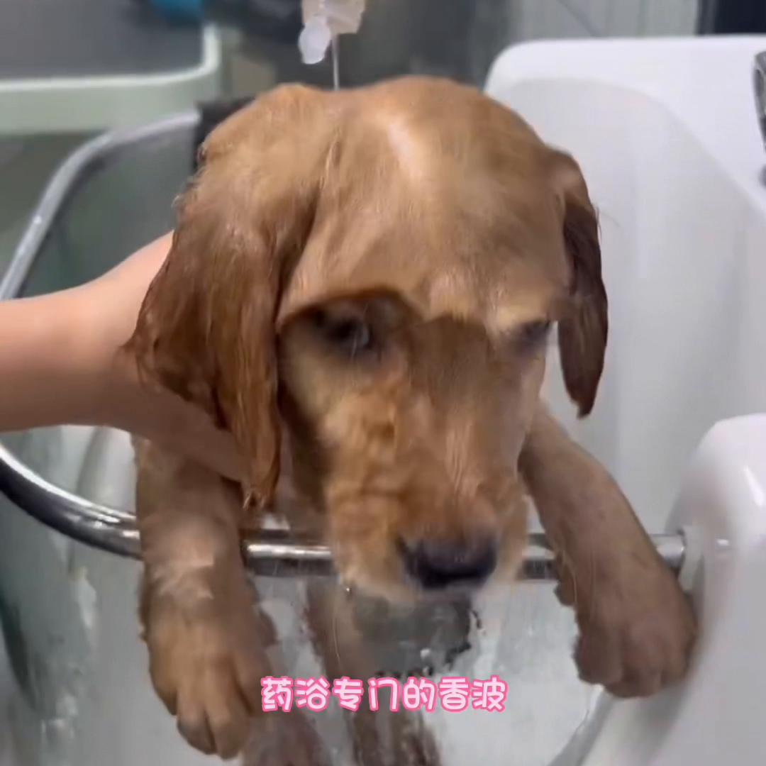 狗狗皮肤病并不可怕，我们也会做好日常消杀。