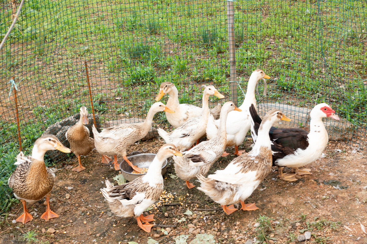 饲料中黄曲霉素超标对猪的危害,饲料中黄曲霉毒素对动物的危害