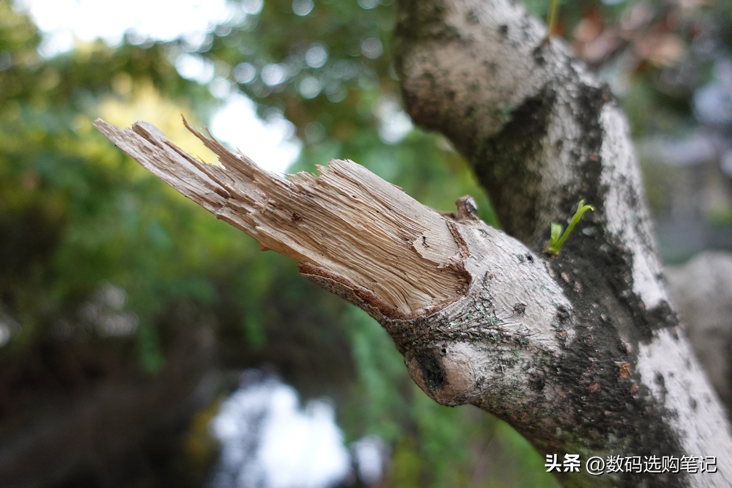 索尼zv-1是否值得入手,索尼zv-1刚买来怎么使用