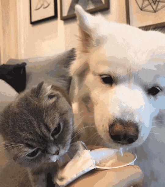 这20种食物，对狗来说是“毒药”，你还在给它吃吗？