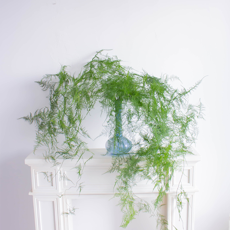 极简省钱又环保的居家生活,4款高颜值家居绿植