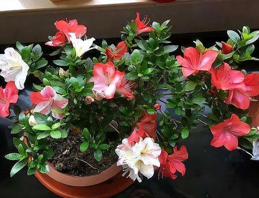 过期的药片浇花多久能浇一次,五种过期药片拿来养花