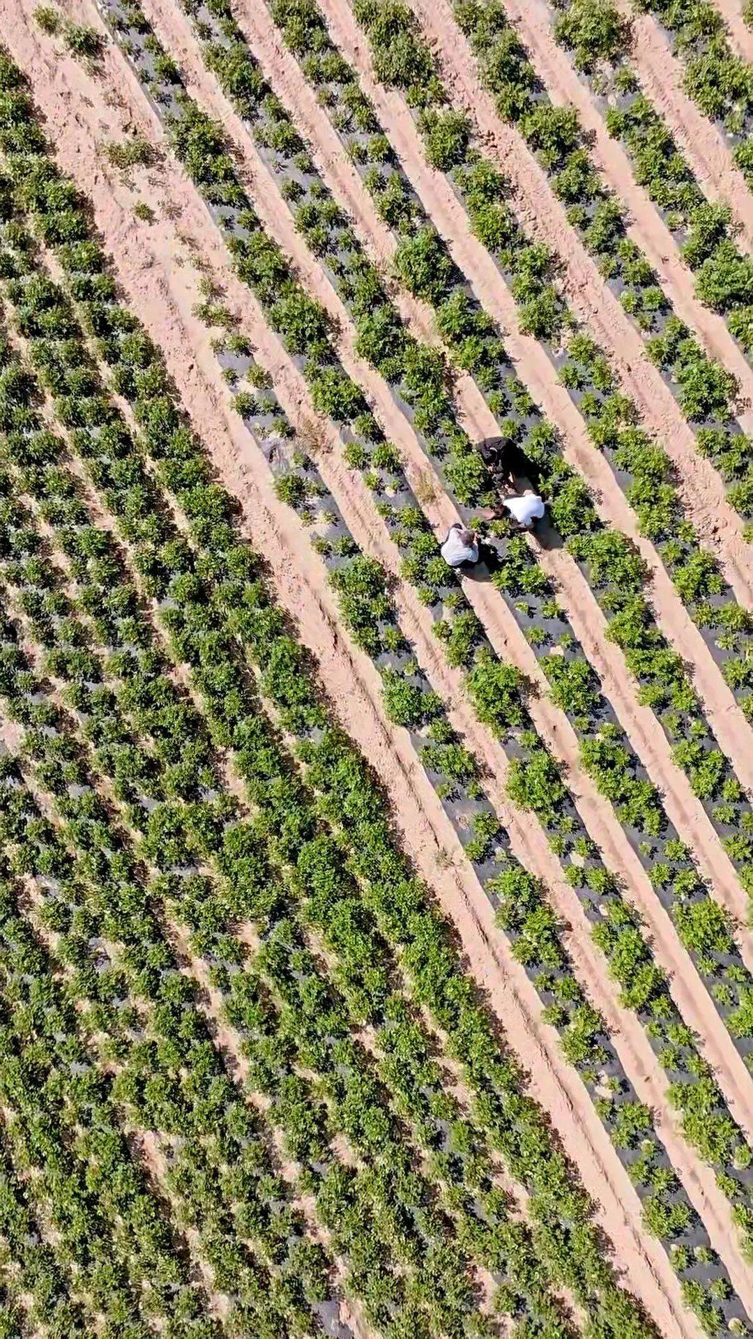 甘肃定西薯都,中国薯都