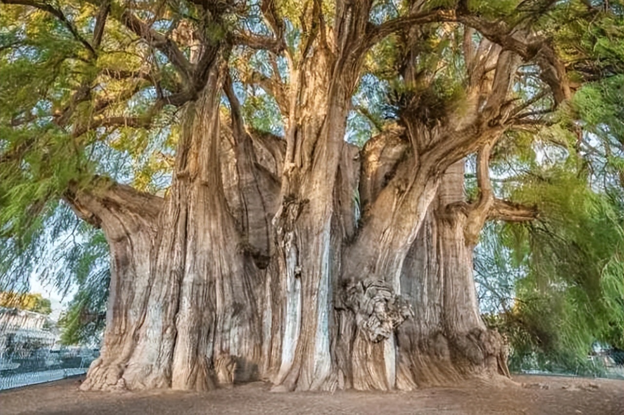 一棵树就是一道风景,一棵树就是一座岛