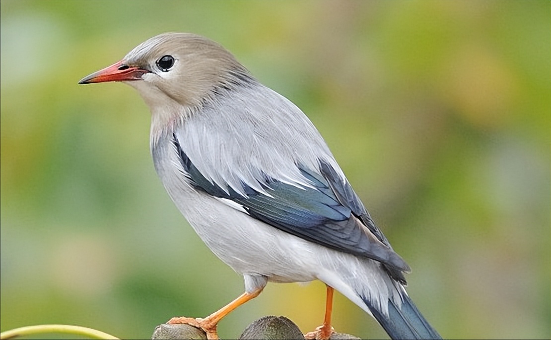 50张最佳鸟类摄影作品,鸟儿大全大图