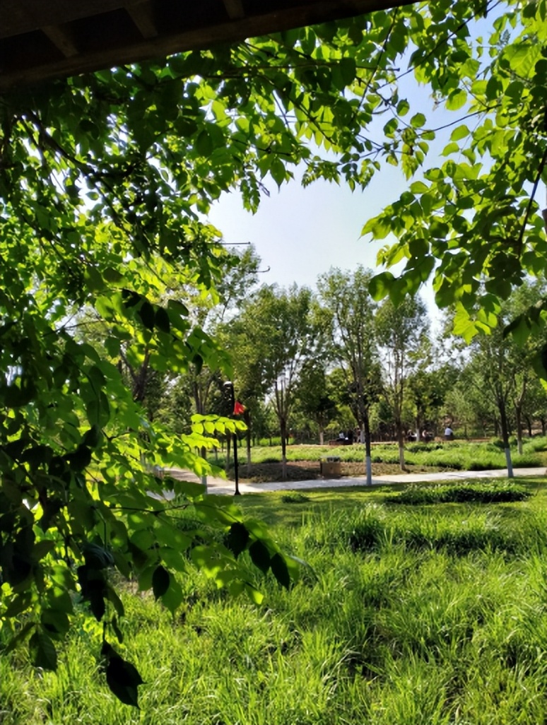 一年花信过满院绿阴多，古诗词里的春天绿阴，这匆忙的时光啊