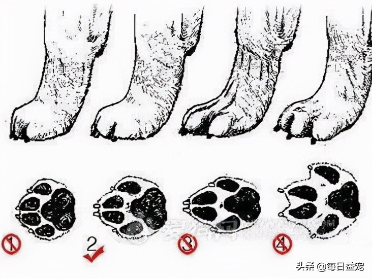 纯种拉布拉多犬特征,纯种拉布拉多和不纯种的区别在哪