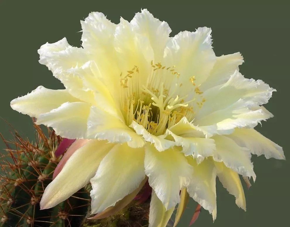 200种·仙人球开花图鉴，大开眼界，美到爆