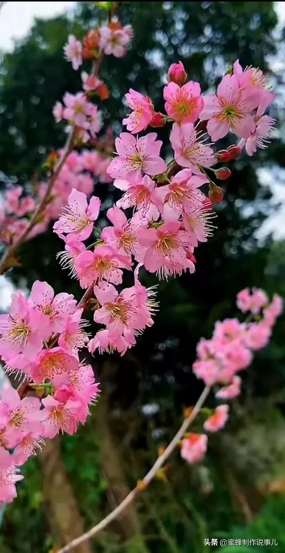 鸟语花香百花争艳让人陶醉,宁静祥和鸟语花香