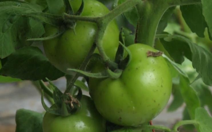 冬天种菜如何用肥,种菜怎么防止病虫害