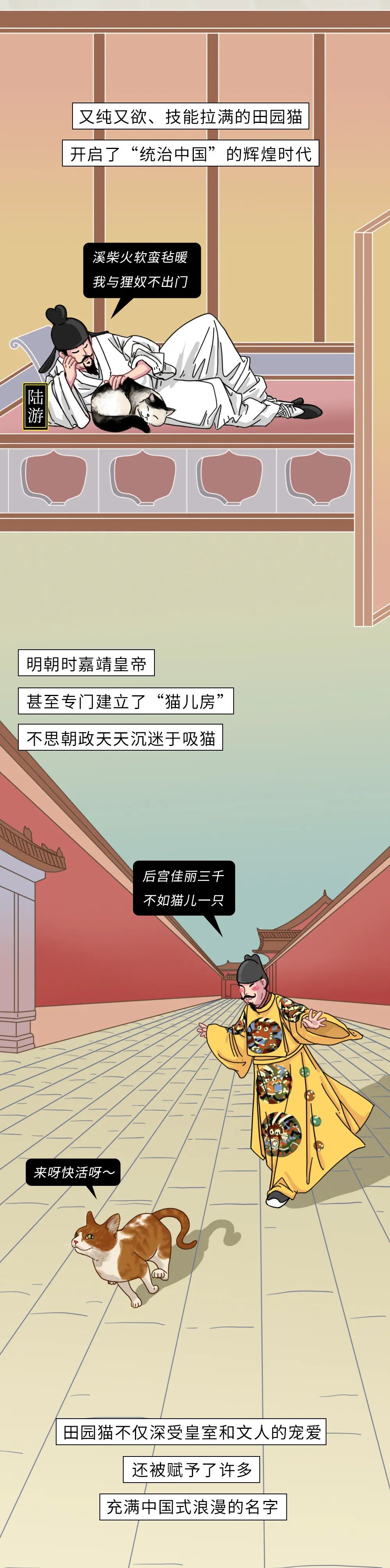 为什么中华田园猫会遭人嫌弃,盘点一下中华田园猫